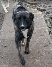 ASTA, Hund, Mischlingshund in Rumänien - Bild 12