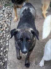 ASTA, Hund, Mischlingshund in Rumänien - Bild 2