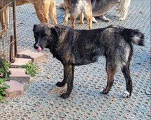 ASTA, Hund, Mischlingshund in Rumänien - Bild 3