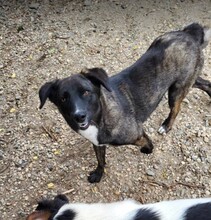 ASTA, Hund, Mischlingshund in Rumänien - Bild 4
