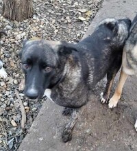 ASTA, Hund, Mischlingshund in Rumänien - Bild 5