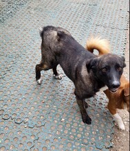 ASTA, Hund, Mischlingshund in Rumänien - Bild 6