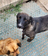 ASTA, Hund, Mischlingshund in Rumänien - Bild 7