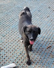 ASTA, Hund, Mischlingshund in Rumänien - Bild 8