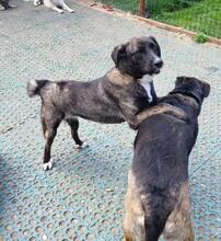 ASTA, Hund, Mischlingshund in Rumänien - Bild 9