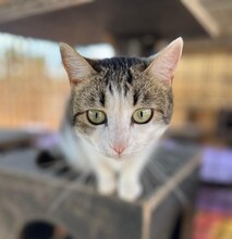 MANCHITAS, Katze, Europäisch Kurzhaar in Langenzenn - Bild 2