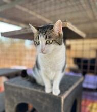 MANCHITAS, Katze, Europäisch Kurzhaar in Langenzenn - Bild 3