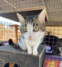 MANCHITAS, Katze, Europäisch Kurzhaar in Langenzenn - Bild 4