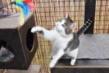 MANCHITAS, Katze, Europäisch Kurzhaar in Langenzenn - Bild 5