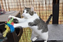 MANCHITAS, Katze, Europäisch Kurzhaar in Langenzenn - Bild 6