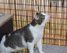 MANCHITAS, Katze, Europäisch Kurzhaar in Langenzenn - Bild 7
