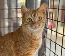 SCAMP, Katze, Europäisch Kurzhaar in Langenzenn - Bild 1