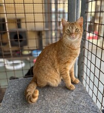 SCAMP, Katze, Europäisch Kurzhaar in Langenzenn - Bild 2