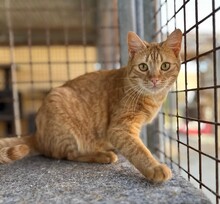 SCAMP, Katze, Europäisch Kurzhaar in Langenzenn - Bild 3