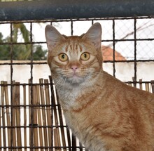 SCAMP, Katze, Europäisch Kurzhaar in Langenzenn - Bild 4