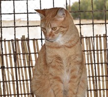 SCAMP, Katze, Europäisch Kurzhaar in Langenzenn - Bild 5