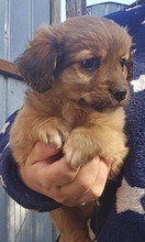 SUSI, Hund, Mischlingshund in Rumänien - Bild 1