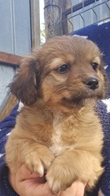 SUSI, Hund, Mischlingshund in Rumänien - Bild 2