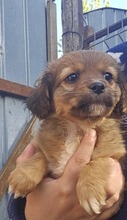 SUSI, Hund, Mischlingshund in Rumänien - Bild 3