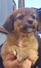SUSI, Hund, Mischlingshund in Rumänien - Bild 4