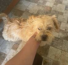 GISMO, Hund, Bichon à poil frisé in Rumänien - Bild 1