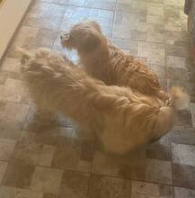 GISMO, Hund, Bichon à poil frisé in Rumänien - Bild 2