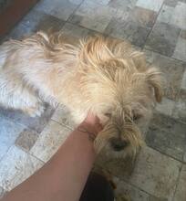 GISMO, Hund, Bichon à poil frisé in Rumänien - Bild 3