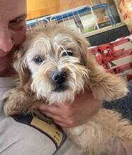 GISMO, Hund, Bichon à poil frisé in Rumänien - Bild 4