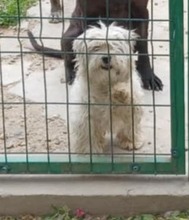 PIPA, Hund, Mischlingshund in Rumänien - Bild 1