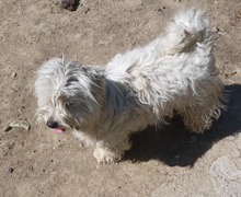 PIPA, Hund, Mischlingshund in Rumänien - Bild 2