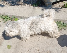 PIPA, Hund, Mischlingshund in Rumänien - Bild 3
