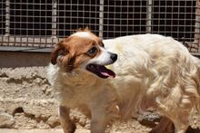 SUGAR, Hund, Kokoni-Mischling in Griechenland - Bild 1