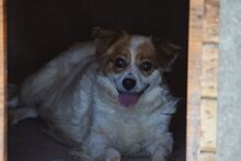 SUGAR, Hund, Kokoni-Mischling in Griechenland - Bild 2