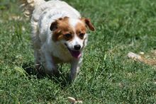 SUGAR, Hund, Kokoni-Mischling in Griechenland - Bild 3