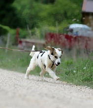 MATTI, Hund, Mischlingshund in Burgthann - Bild 10