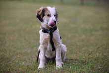 MATTI, Hund, Mischlingshund in Burgthann - Bild 2
