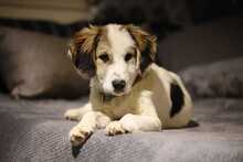 MATTI, Hund, Mischlingshund in Burgthann - Bild 3