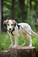 MATTI, Hund, Mischlingshund in Burgthann - Bild 4