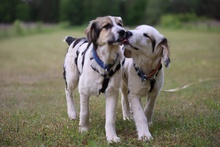 MATTI, Hund, Mischlingshund in Burgthann - Bild 5