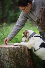 MATTI, Hund, Mischlingshund in Burgthann - Bild 6