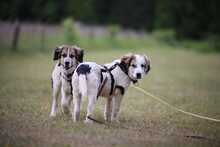 MATTI, Hund, Mischlingshund in Burgthann - Bild 7