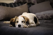 MATTI, Hund, Mischlingshund in Burgthann - Bild 8