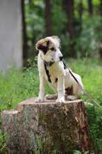MATTI, Hund, Mischlingshund in Burgthann - Bild 9