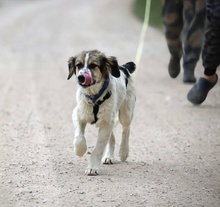 KUKKA, Hund, Mischlingshund in Burgthann - Bild 1
