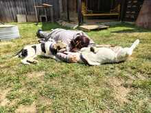 KUKKA, Hund, Mischlingshund in Burgthann - Bild 10