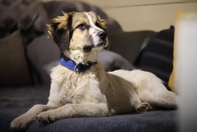 KUKKA, Hund, Mischlingshund in Burgthann - Bild 2