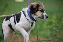 KUKKA, Hund, Mischlingshund in Burgthann - Bild 3