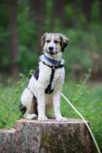 KUKKA, Hund, Mischlingshund in Burgthann - Bild 4