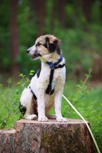 KUKKA, Hund, Mischlingshund in Burgthann - Bild 5