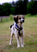 KUKKA, Hund, Mischlingshund in Burgthann - Bild 7
